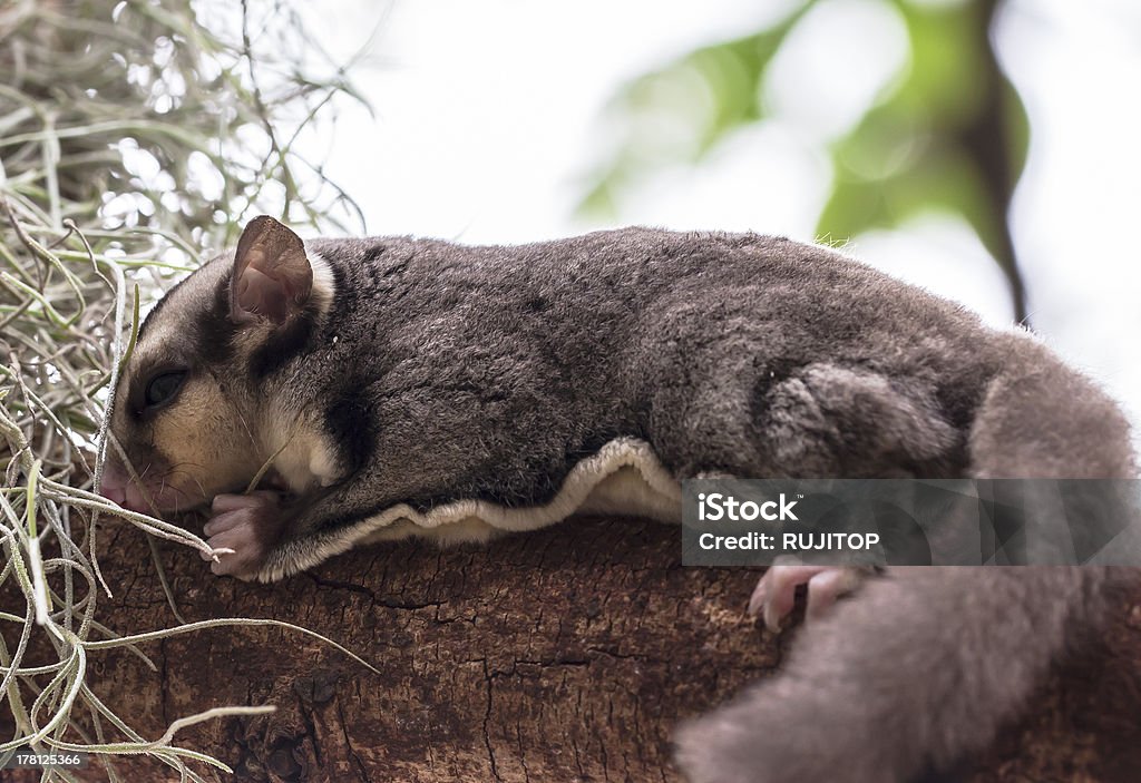 Pequena possum ou Petauro-do-açúcar - Royalty-free Animal Foto de stock