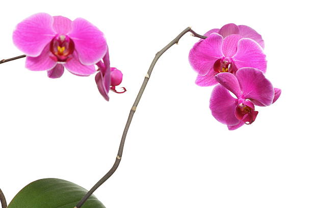 istock Phalaenopsis. Purple orchid on white background 178125442