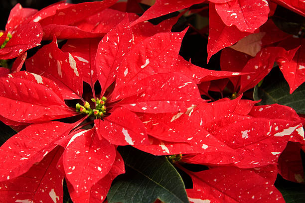 Red and white poinsettias for Christmas