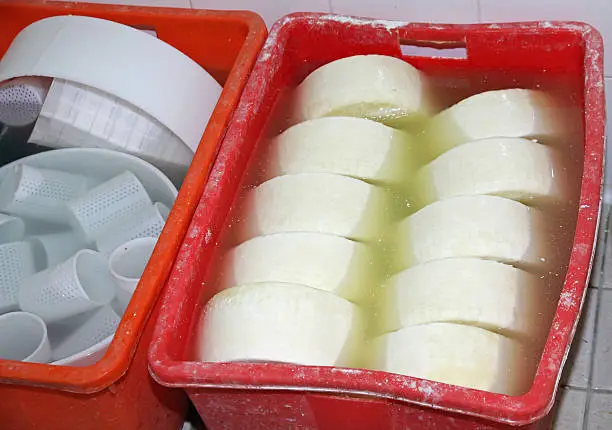 production of cheese and fresh caciotta cheese in various forms within the dairy laboratory