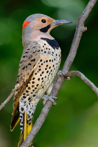 A male yellow shafted northern flicker on a limb.The male is noted by his black mustache.