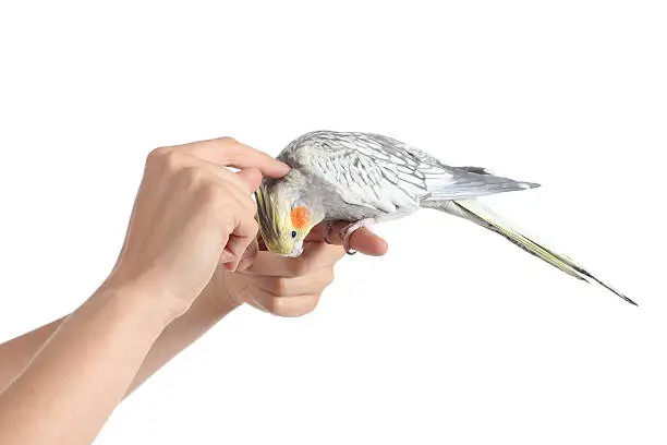 Photo of Woman hand holding and caressing a cockatiel bird