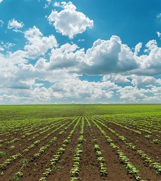 istock field with green sunflowers and cloudy sky 178126002