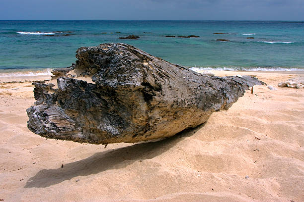 istock beach rock stone and tree in  republica dominicana 178126393