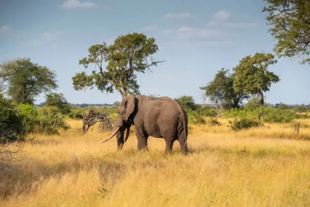 African elephants grazing kruger national park south africa