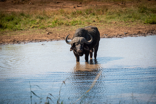 Cape Buffalo in Kruger National Park South Africa