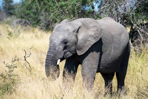 African elephant Kruger Park South Africa