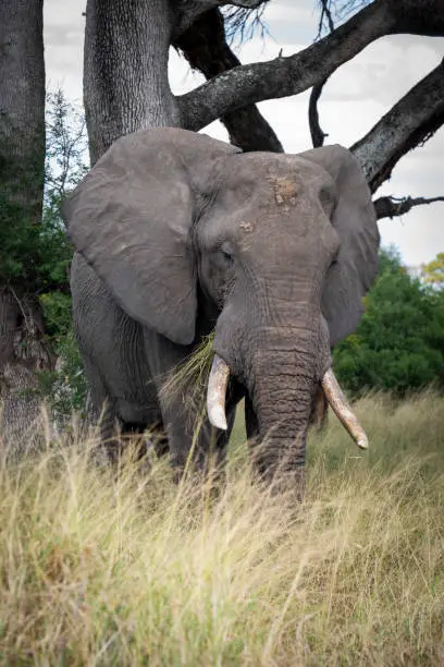 African elephant grazing in Kruger National Park South Africa
