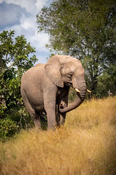 African elephants grazing kruger national park south africa
