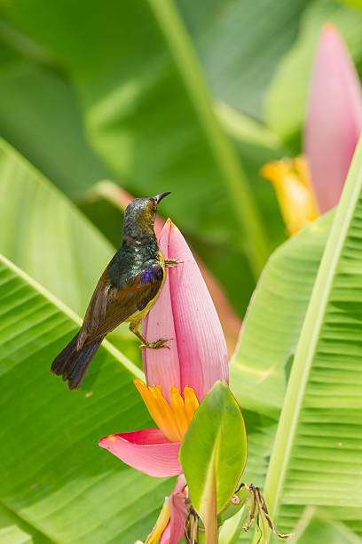 Männliche Brown-throated Sunbird – Foto