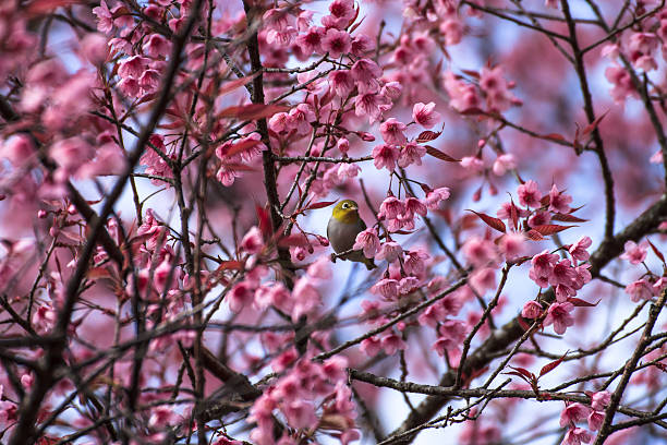 istock Cute bird sitting on blossom tree branch 178126671