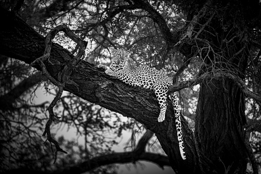 Leopard in a thorn tree in Kruger National Park South Africa