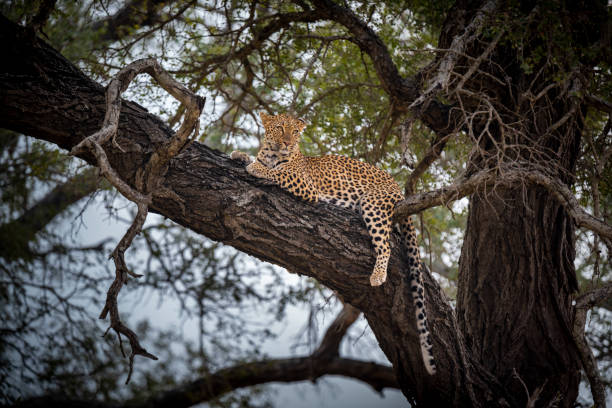 istock Leopard in a thorn tree in Kruger National Park South Africa 1781269432