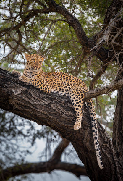 istock Leopard in a thorn tree in Kruger National Park South Africa 1781269436