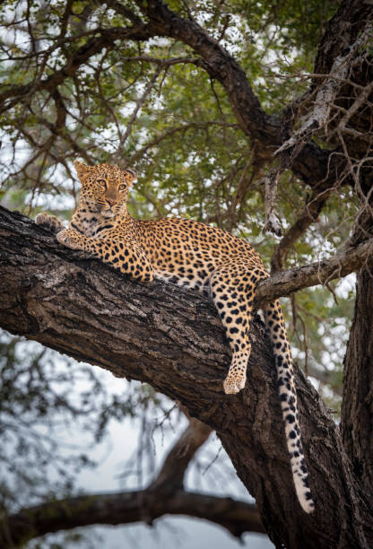 istock Leopard in a thorn tree in Kruger National Park South Africa 1781269437