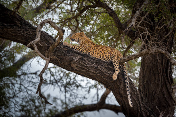 istock Leopard in a thorn tree in Kruger National Park South Africa 1781269579