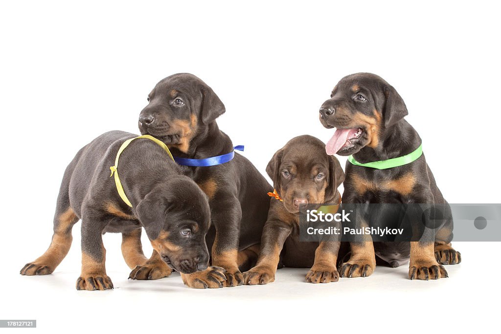 Grupo de dobermann puppies - Foto de stock de Alerta libre de derechos