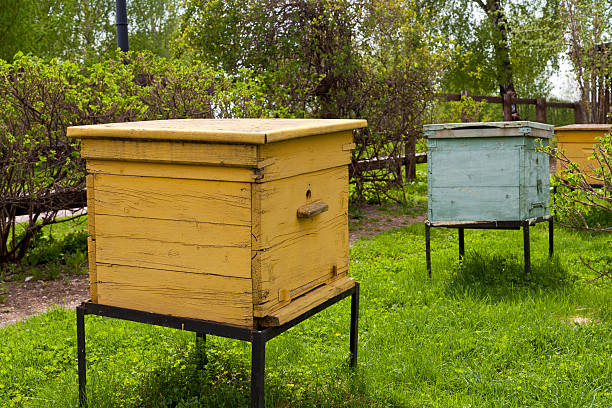 beehives  in the garden stock photo