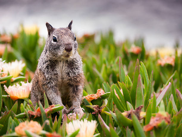 Small Squirrel peeking from the grass stock photo