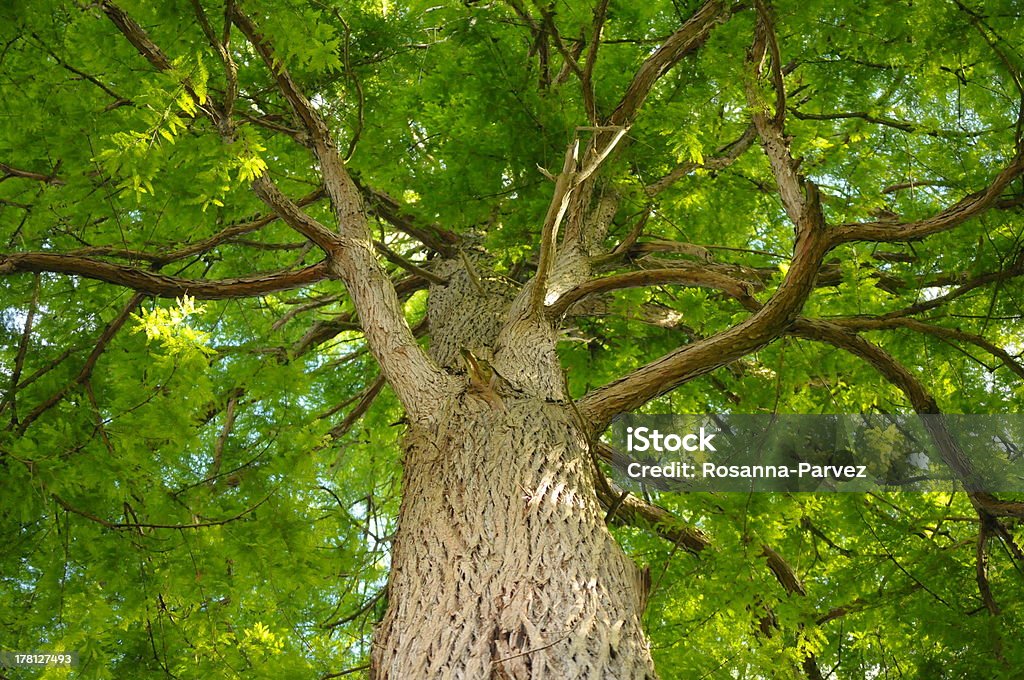 Power of a tree Leafy tree during summer. Image format consists of a low angle view. Beauty In Nature Stock Photo