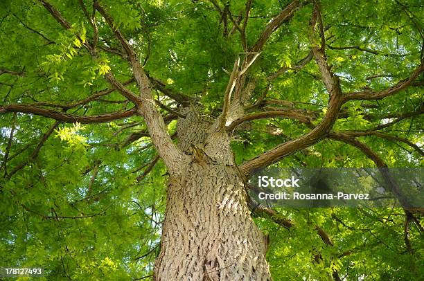 Power Of A Tree Stock Photo - Download Image Now - Beauty In Nature, Branch - Plant Part, Carefree
