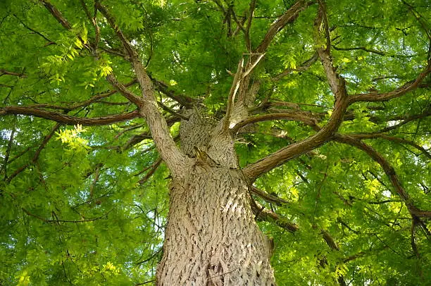 Leafy tree during summer. Image format consists of a low angle view.