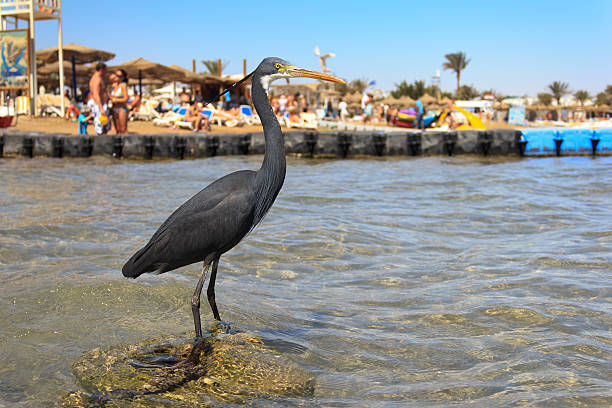 little blue heron (egretta caerulea) na plaży - naâma zdjęcia i obrazy z banku zdjęć