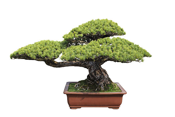 istock green bonsai pine 178128803