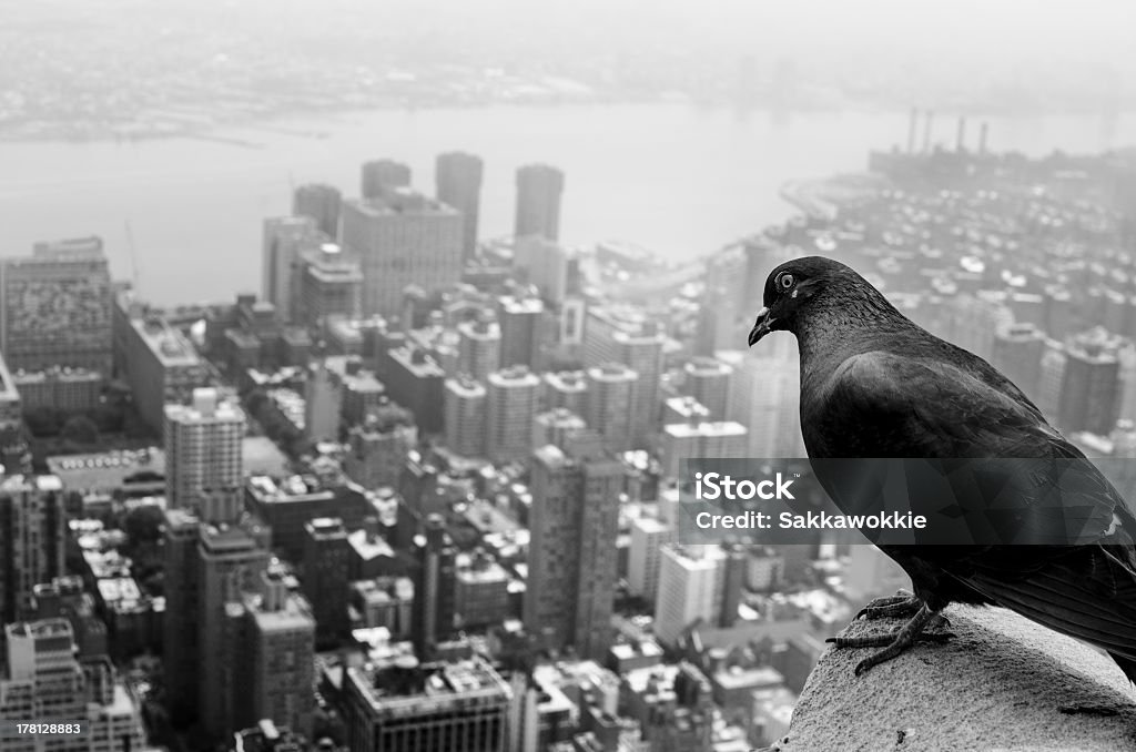 Pigeon accogliente a New York - Foto stock royalty-free di Acqua
