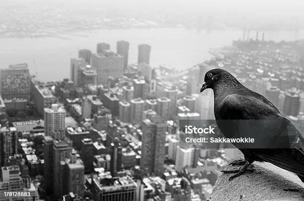 Pigeon Accogliente A New York - Fotografie stock e altre immagini di Acqua - Acqua, Affari, Allerta