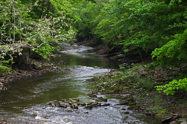 istock Lush Leafy Banks Along Delaware River Tributary 178129452