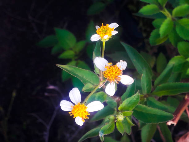 Close-up view of a white flower standing gracefully surrounded by lush greenery, signifying peace and harmony, ideal for natural or gardening-themed visual content.