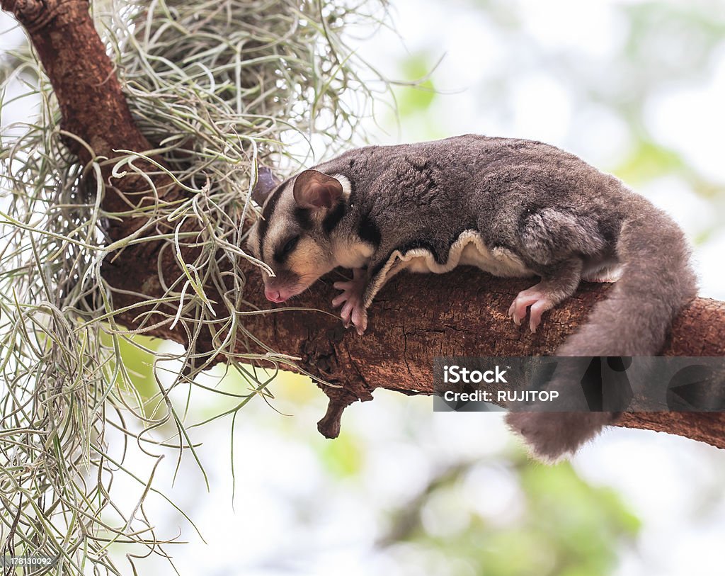 Bonito pequeno possum ou Petauro-do-açúcar na árvore - Foto de stock de Animal royalty-free