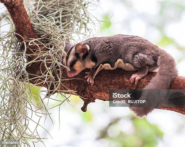 Foto de Bonito Pequeno Possum Ou Petaurodoaçúcar Na Árvore e mais fotos de stock de Animal