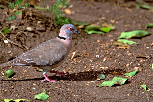 istock Mourning dove in South Africa 178130206