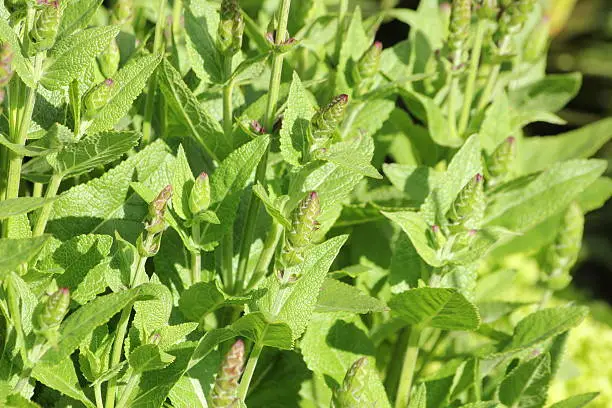 Sage or Slavia leaves in the herb garden