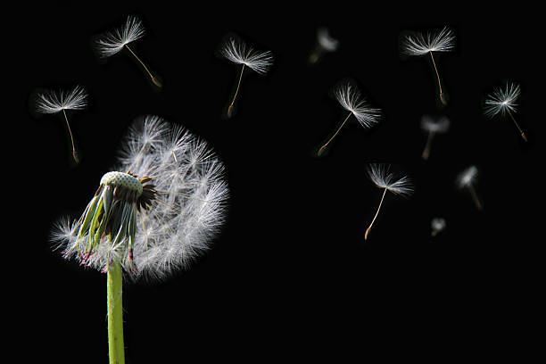istock Dandelion flower and flying seeds 178130263