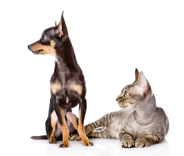 istock devon rex cat and toy-terrier puppy together 178130350