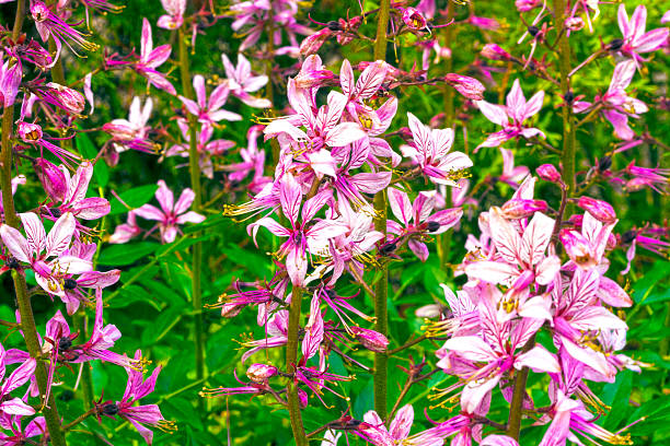 Fiori rosa in un giardino - foto stock