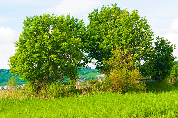 Vert arbres - Photo