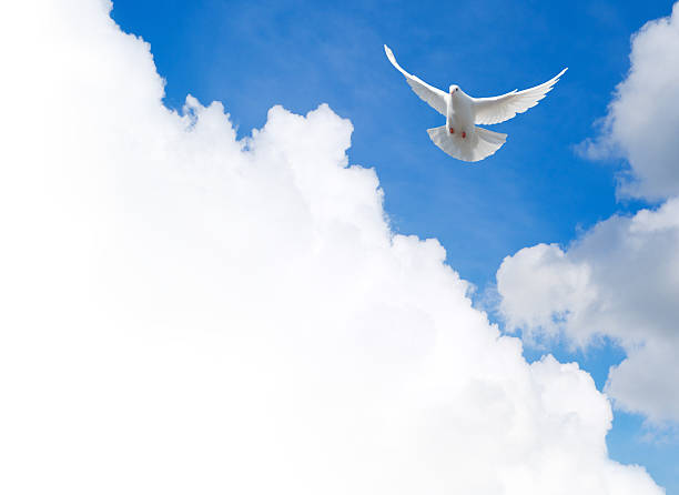 istock White dove flying in the sky 178130691