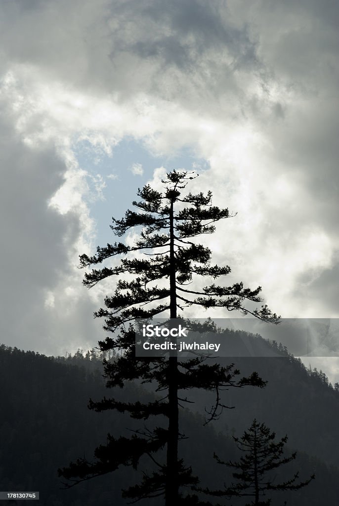 Chmury i drzewa, Park Narodowy Great Smoky Mtns, TN-NC - Zbiór zdjęć royalty-free (Bez ludzi)