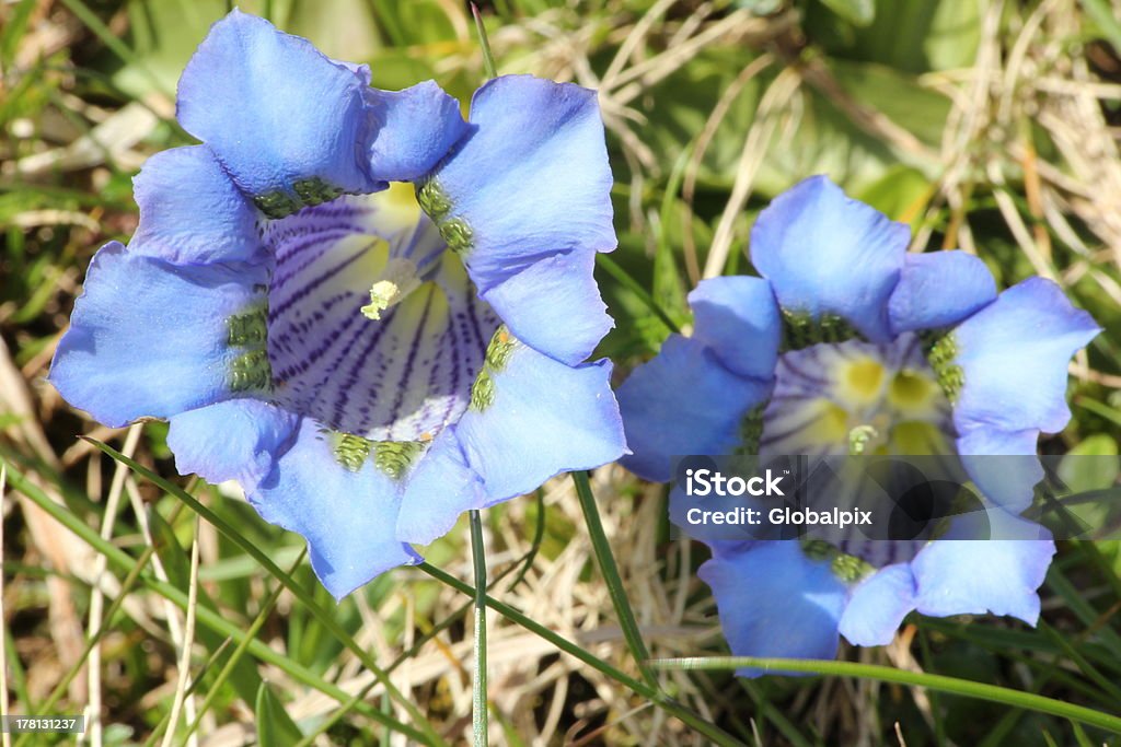 Genciana flor de la flor, Alpine - Foto de stock de Aire libre libre de derechos