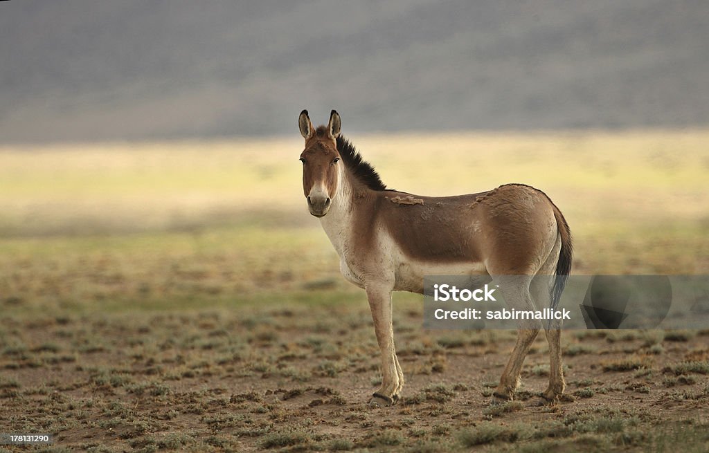 Asino selvatico -Kiang - Foto stock royalty-free di Ambientazione esterna