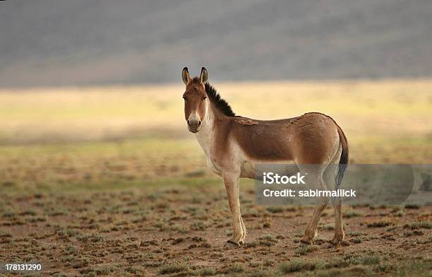 Asino Selvatico Kiang - Fotografie stock e altre immagini di Ambientazione esterna - Ambientazione esterna, Animale, Asino selvatico del Tibet