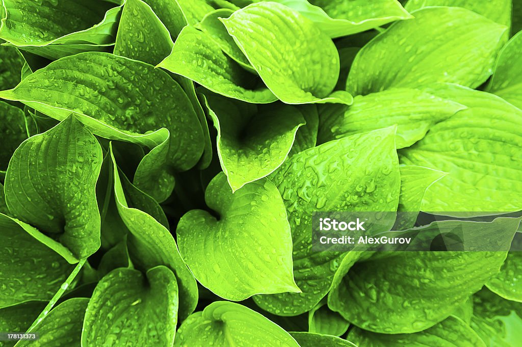 świeże zielone liście - Zbiór zdjęć royalty-free (Abstrakcja) świeże zielone liście - Zbiór zdjęć royalty-free (Abstrakcja)