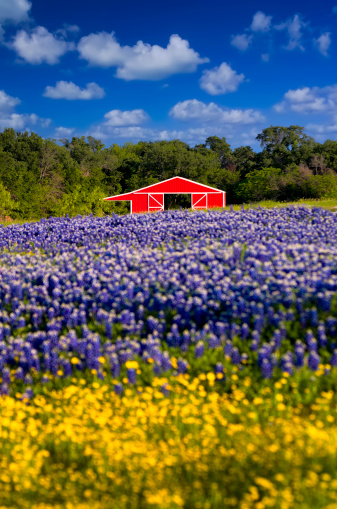 Cute red barn framed by a field of bluebonnets and sunflowers