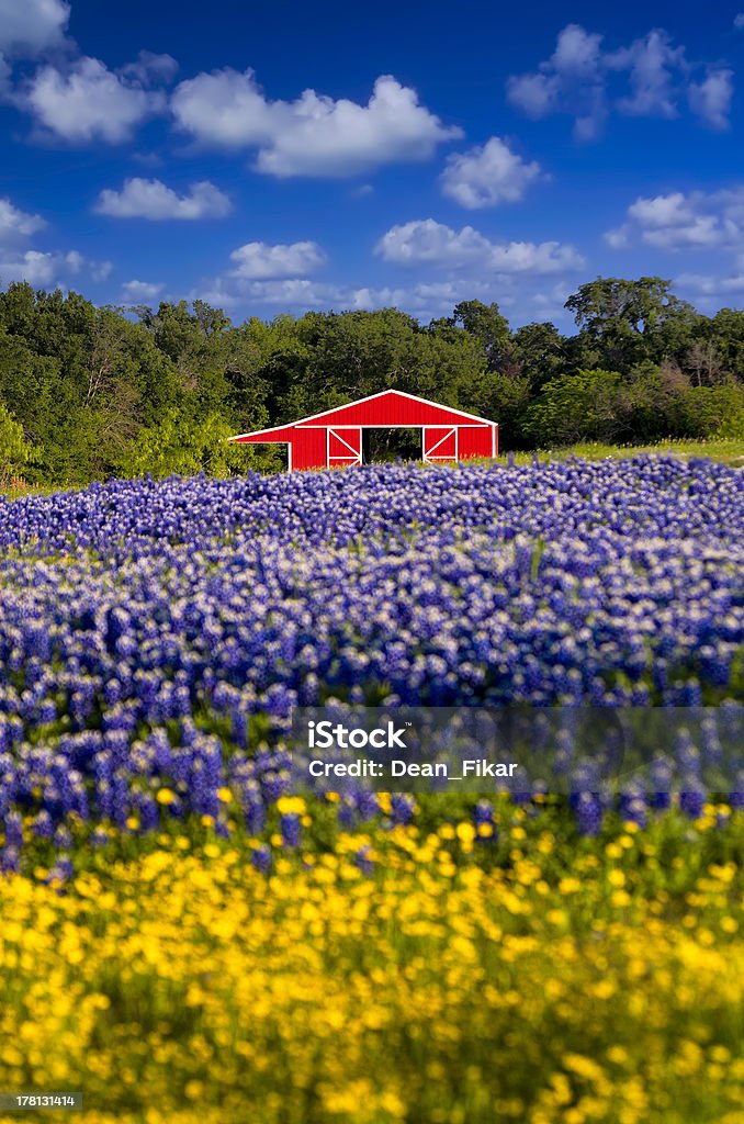 Red Barn in the Bluebonnet Field Cute red barn framed by a field of bluebonnets and sunflowers Texas Stock Photo