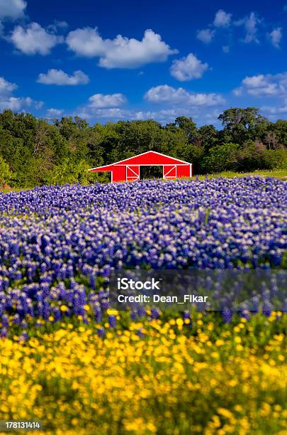 Red Barn In The Bluebonnet Field Stock Photo - Download Image Now - Texas, Landscape - Scenery, Agricultural Field