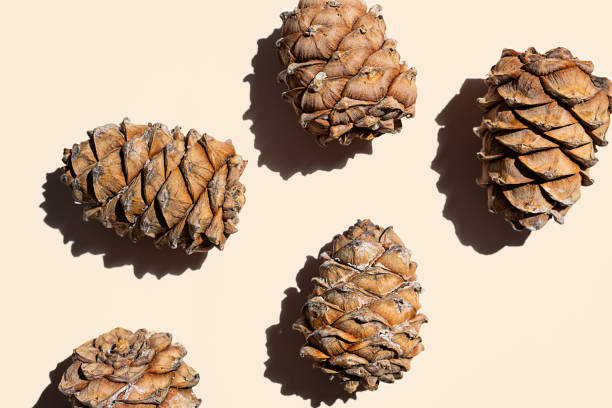 cones de cedro com layout minimalista de pinhão. - pine nut nut seed vegan food - fotografias e filmes do acervo